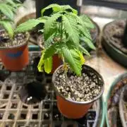 OSS - Papaya Stank