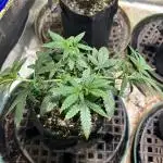 OSS - Do-Si-Dos OG