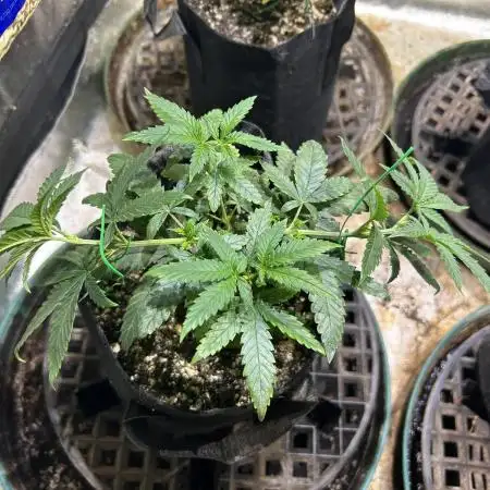 OSS - Do-Si-Dos OG