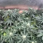 RQS - Tropicana Cookies Purple