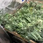 HS - Purple Kush