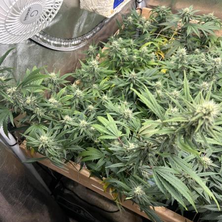HS - Purple Kush