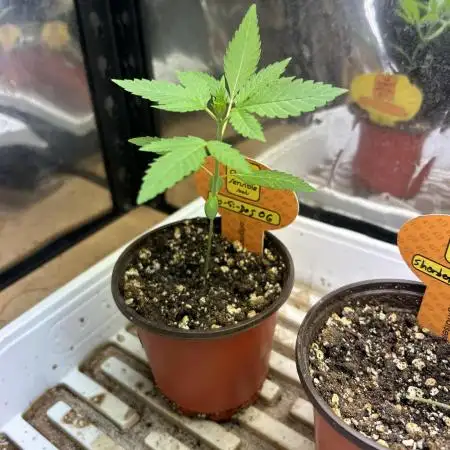 OSS - Do-Si-Dos OG