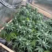 Kannabia - Pink Gelato