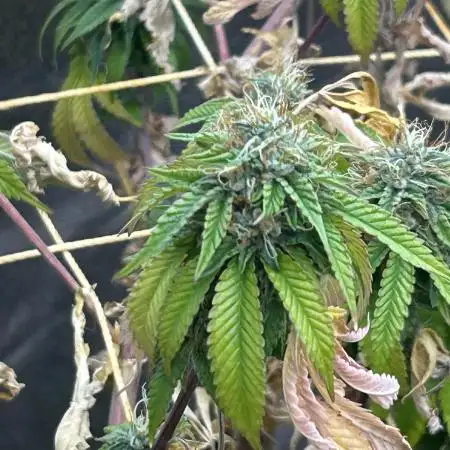 RQS - Punch Pie