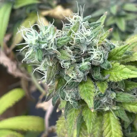 Zamnesia - Bubba Kush
