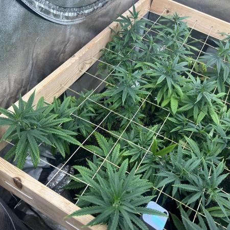 HS - Purple Kush
