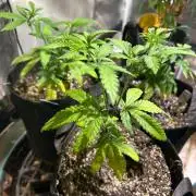 OSS - Papaya Stank