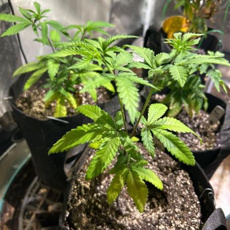 OSS - Papaya Stank