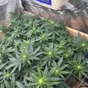 WSE - NYC Diesel