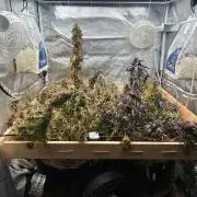HS - Purple Kush