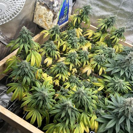 Kannabia - Rainbow Sherbet #11