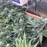 RQS - Gelato 44