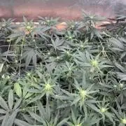 RQS - Tropicana Cookies Purple