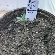 BF - RS11 x Banana OG