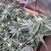 RQS - Gelato 44