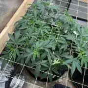 Kannabia - Pink Gelato