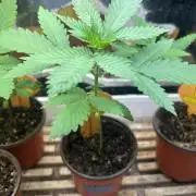 OSS - Papaya Stank