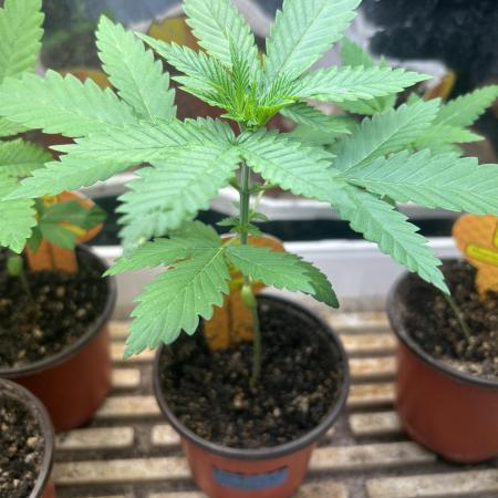 OSS - Papaya Stank
