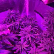 WSE - Sour Diesel