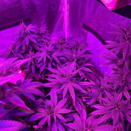 WSE - Sour Diesel