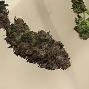RQS - Gelato 44