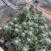 Kannabia - Pink Gelato