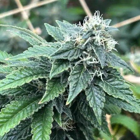 RQS - Dynamite Diesel