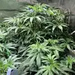 RQS - Dynamite Diesel