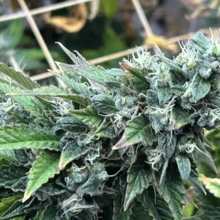 RQS - Dynamite Diesel