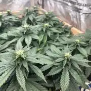 OSS - Sherbet Moonrocks