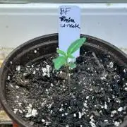 BF - Trainwreck