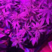 WSE - NYC Diesel