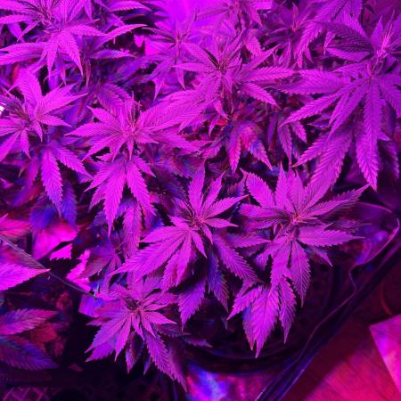WSE - NYC Diesel