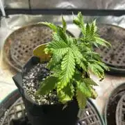 OSS - Papaya Stank