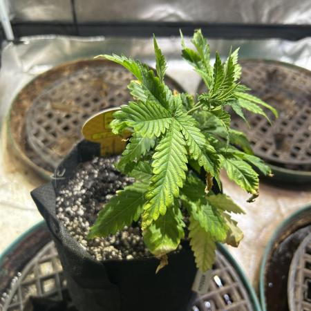 OSS - Papaya Stank