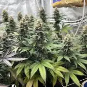 Kannabia - Apple Fritter