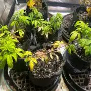OSS - Papaya Stank