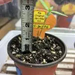 OSS - Do-Si-Dos OG