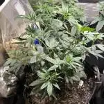 Rainbow Sherbet #11
