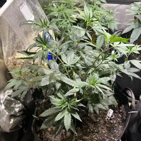 Rainbow Sherbet #11