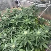 Kannabia - Apple Fritter