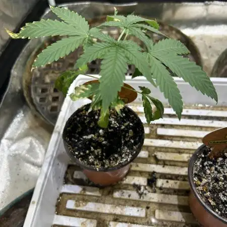 OSS - Do-Si-Dos OG