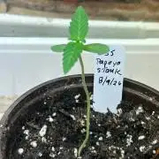 OSS - Papaya Stank