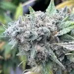 Kannabia - Oreoz USA