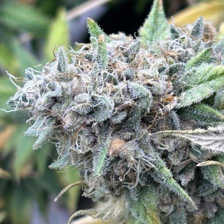 Kannabia - Oreoz USA