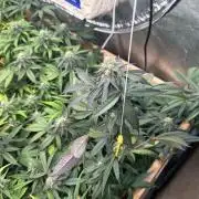 RQS - Gelato 44