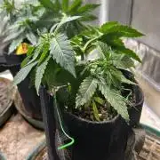 BF - RS11 x Banana OG