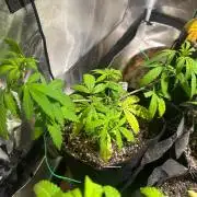 BF - Black Cherry Gushers