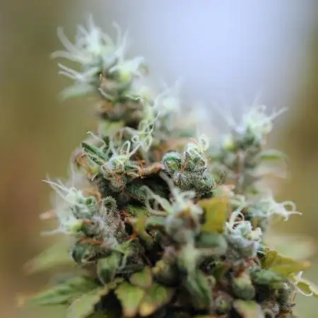 Zamnesia - Bubba Kush